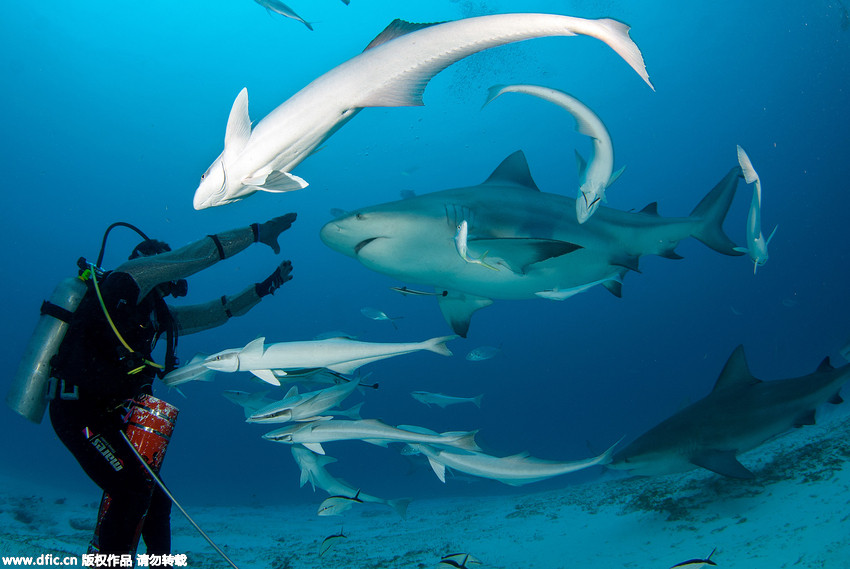 Taucher füttert Bullenhaie im Meer