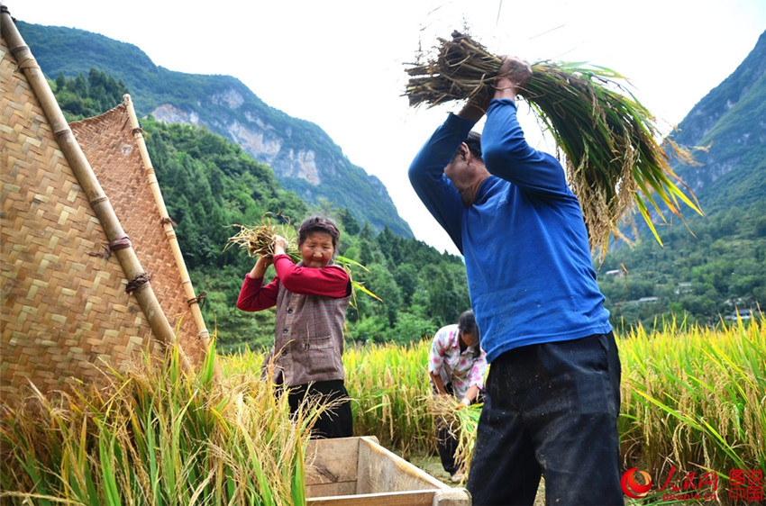 ?Goldene“ Reisernte in Shaanxi