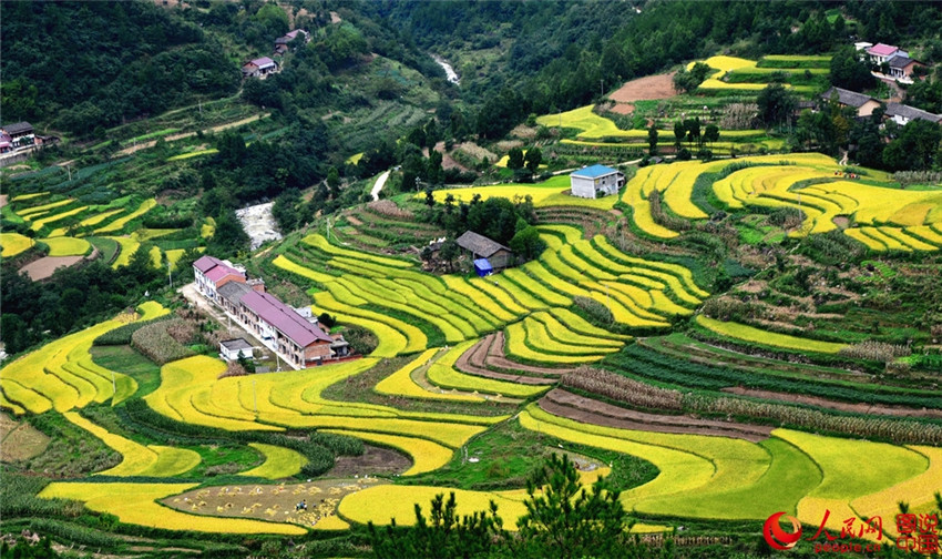 ?Goldene“ Reisernte in Shaanxi