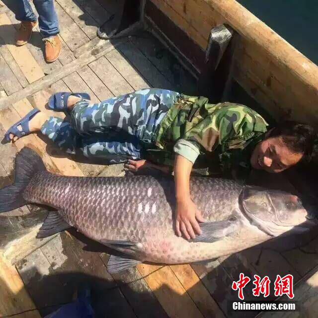 ?Fisch-K?nig“ im Qiandao-See gefangen