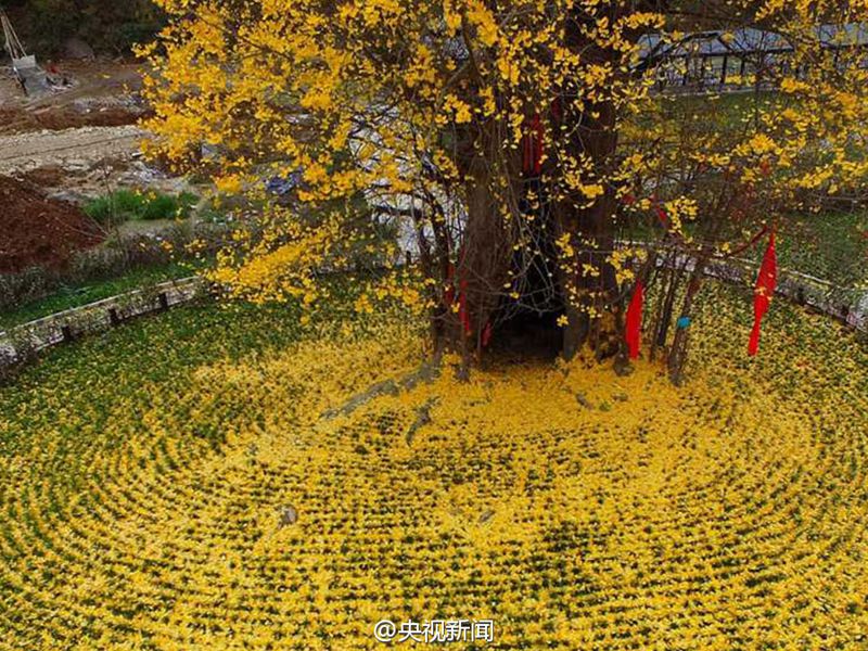 ?Goldener Teppich“ aus Gingko-Bl?ttern in Hanzhong