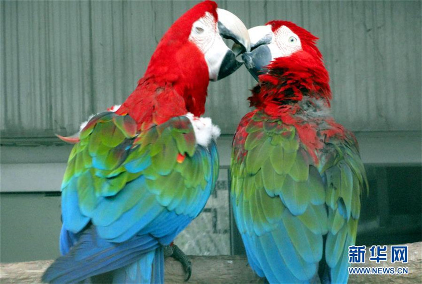 Bunte Papageien zeigen ihre Liebe am Valentinstag