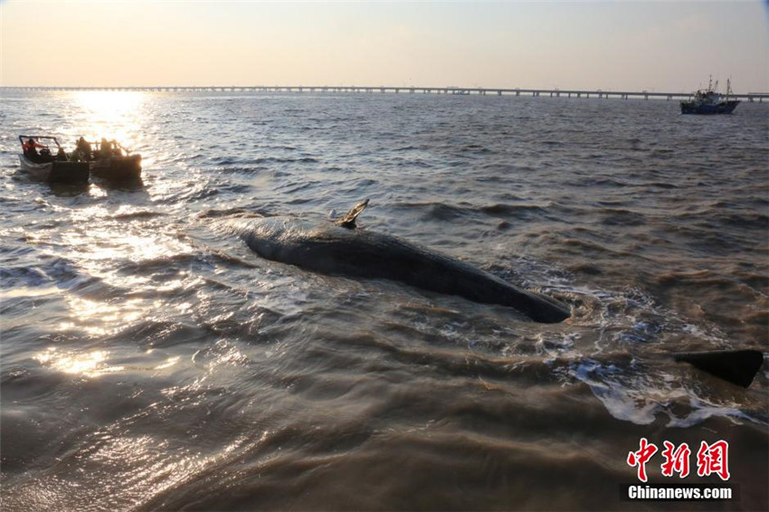 Riesige Wale in Ostchina gestrandet