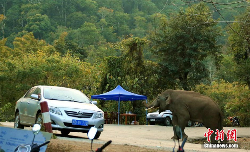 Wilder Elefant ?spielt“ gern mit Autos