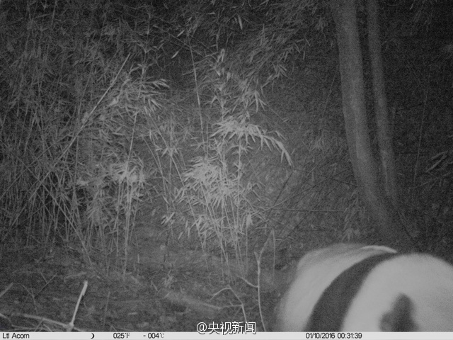 Wilder Panda in Shaanxi entdeckt