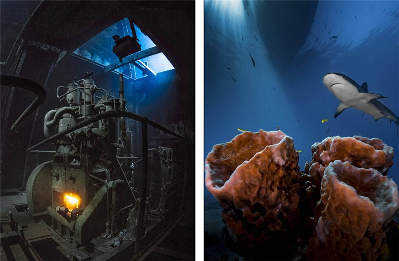 2016 Underwater Photography Contest: ?Gold“ gewinnt