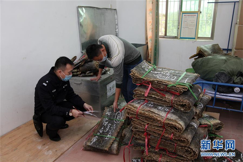 Chinas gr??ter Schmuggel von Pythonh?uten aufgedeckt