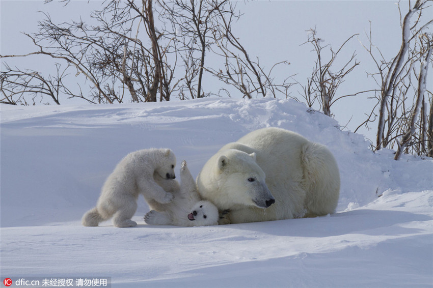 Entzückende Momente der Eisb?renbabys