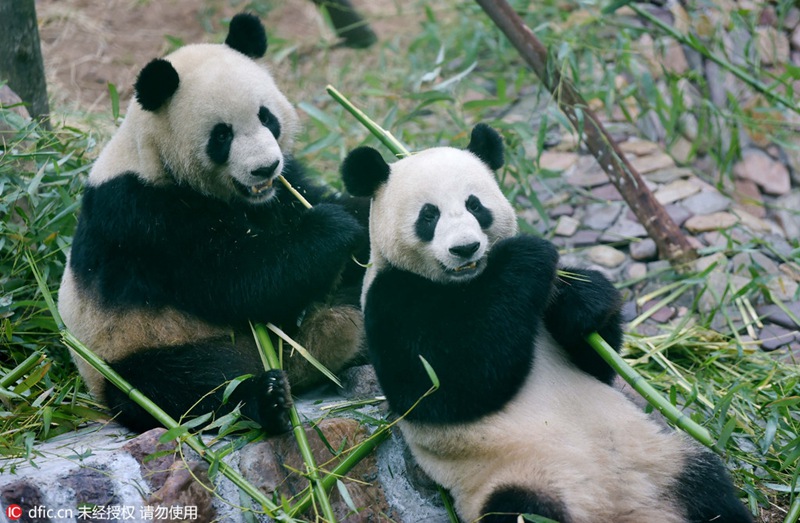 ?Kung-Fu-Panda“ in Luoyang