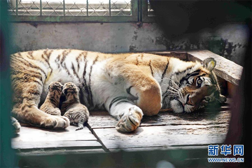 Nachwuchs im Tigerreservat in Nordostchina