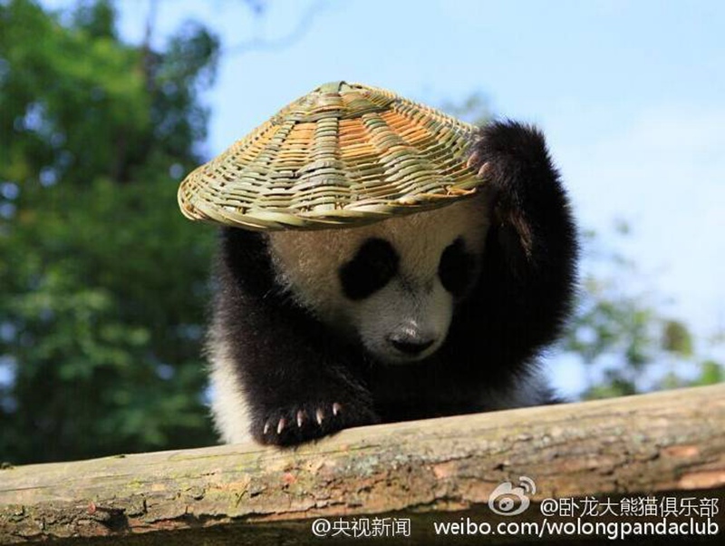 ?Kung Fu Panda“ in Sichuan