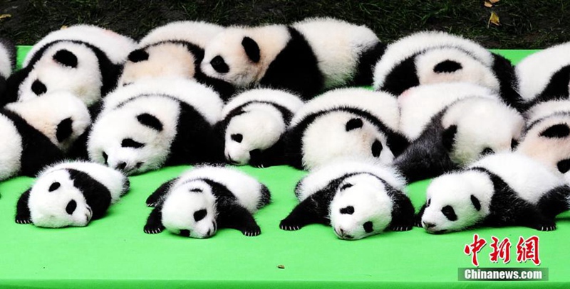23 Panda-Babys posieren gemeinsam in Chengdu