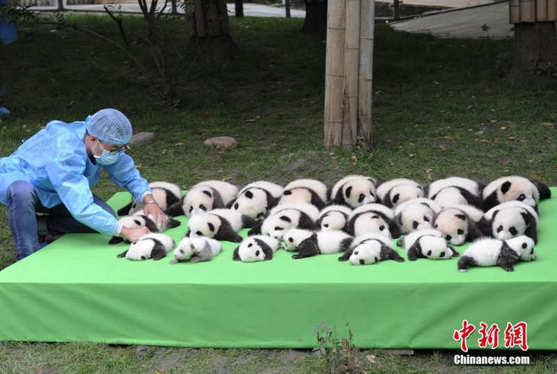 23 Panda-Babys posieren gemeinsam in Chengdu