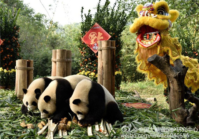 Geselliges Miteinpanda: B?rige Grü?e zum Frühlingsfest