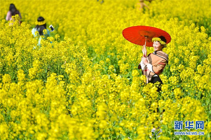 Rapsblüte in Wuyuan