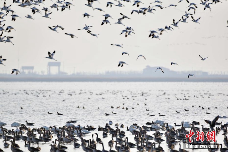 Zehntausende Zugv?gel versammeln sich in Tianjin