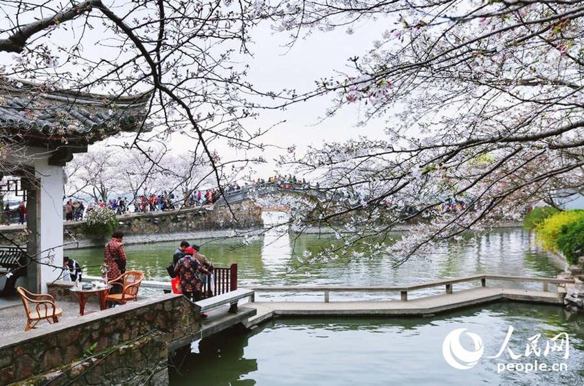 Wuxi: Sch?ne Kirschblumen stehen in voller Blüte