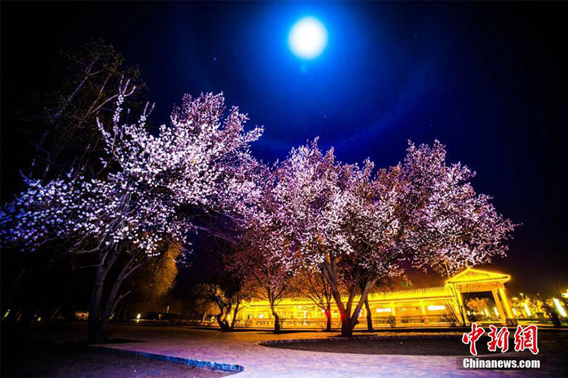 Wunderbare Blütezeit der Liguang-Aprikose in Dunhuang