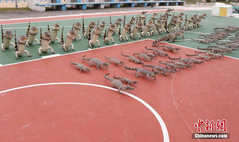 537 Krokodilprodukte in Guangxi beschlagnahmt 