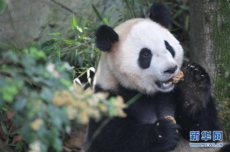 Chinas Pandab?ren ?Hexing“ und ?Maoer“ werden nach D?nemark reisen