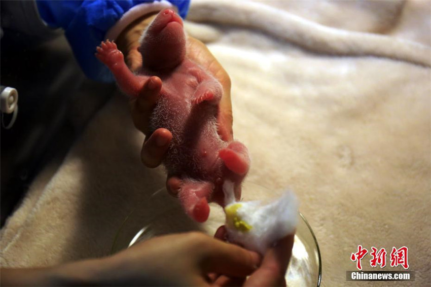 Panda Jingjing bringt einen Jungen auf der Welt
