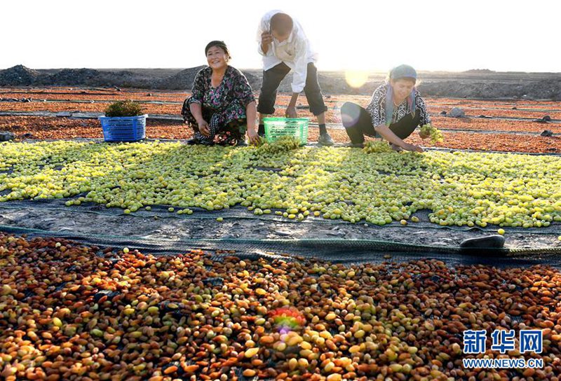 Trauben trocknen in Turpan