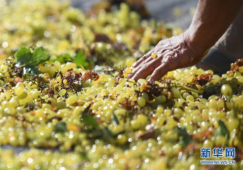 Trauben trocknen in Turpan