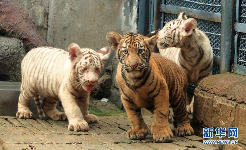Tiger-Drillinge geben Debüt in Jinan
