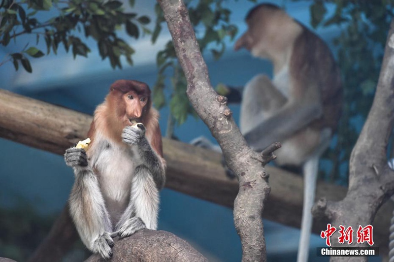 China führt erstmals gef?hrdete Nasenaffen ein