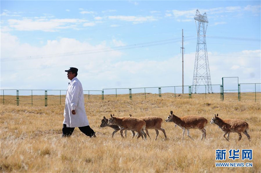 Hoh Xil: Sieben junge tibetische Antilopen werden von Fachkr?ften versorgt