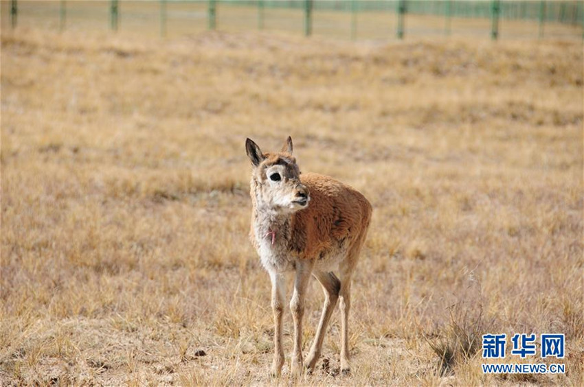 Hoh Xil: Sieben junge tibetische Antilopen werden von Fachkr?ften versorgt