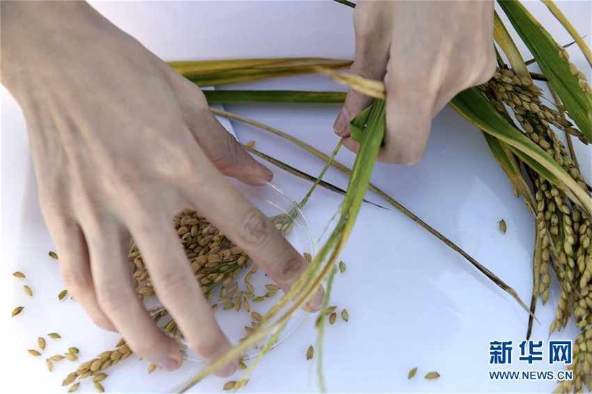 ?Meeresreis“ in Qingdao geerntet