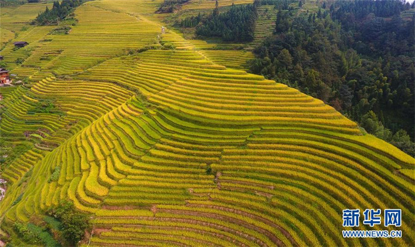 Luftbilder: Malerische Longji-Terrassen