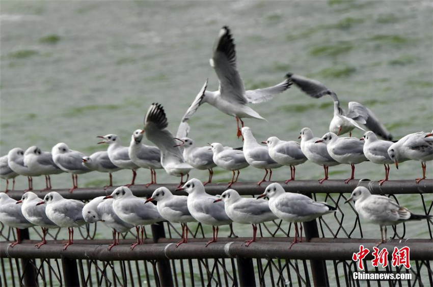 Kunming begrü?t mehr als 300 M?wen