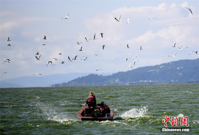 Kunming begrü?t mehr als 300 M?wen