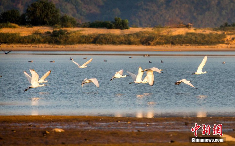 Winterzugv?gel erreichen den Poyang-See