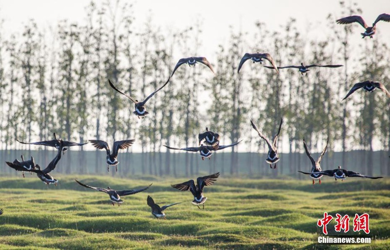 Winterzugv?gel erreichen den Poyang-See