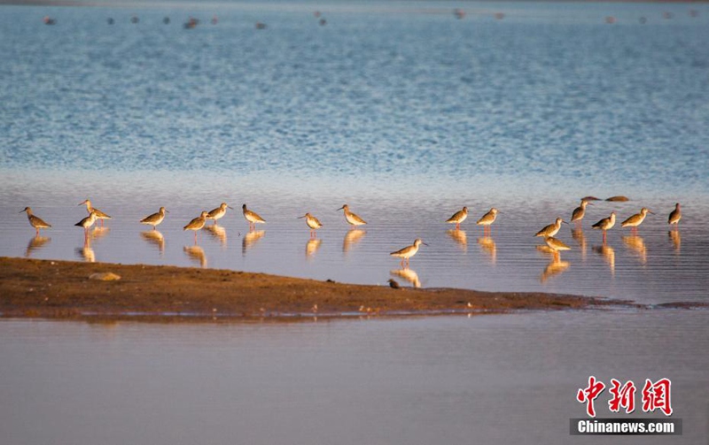 Winterzugv?gel erreichen den Poyang-See