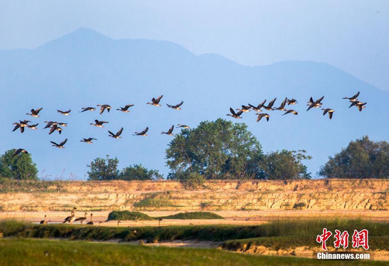 Winterzugv?gel erreichen den Poyang-See