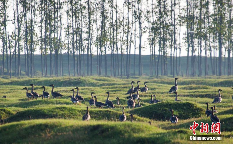 Winterzugv?gel erreichen den Poyang-See