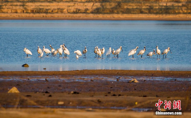 Winterzugv?gel erreichen den Poyang-See