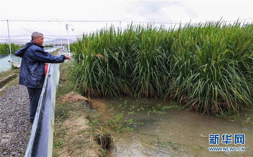 Chinesische Akademie der Wissenschaften entwickelt ?Riesenreis“-Sorte