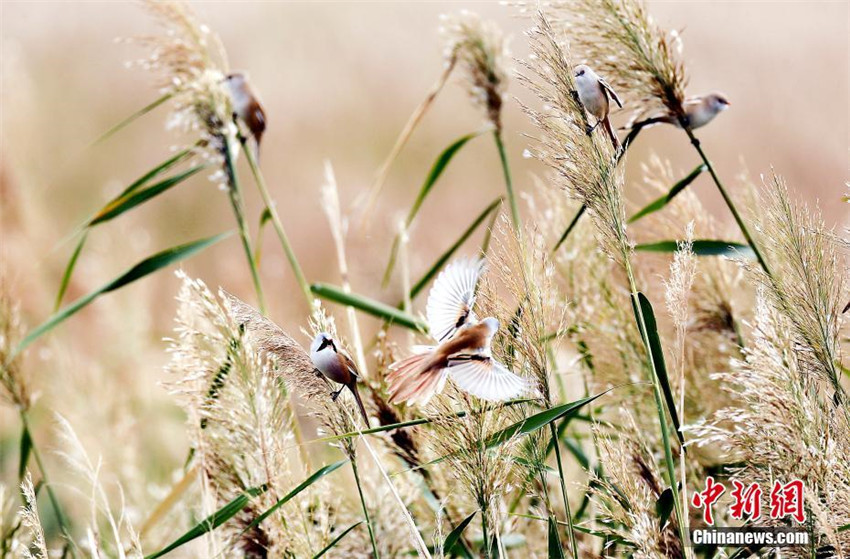 Chinas gr??ter Salzsee zieht zahlreiche Wildv?gel zur überwinterung an