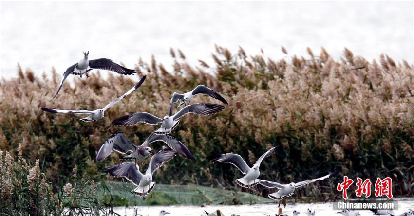 Chinas gr??ter Salzsee zieht zahlreiche Wildv?gel zur überwinterung an