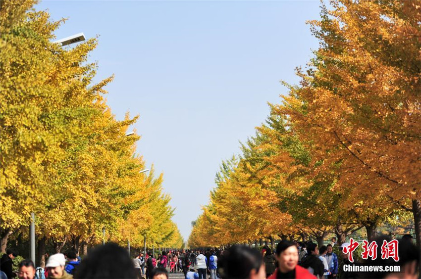 Goldener Herbst in Shenyang