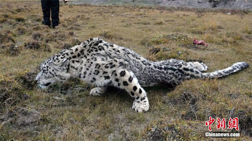 Verletzter Schneeleopard in Qinghai gerettet