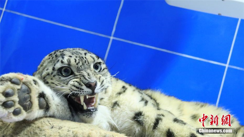 Verletzter Schneeleopard in Qinghai gerettet