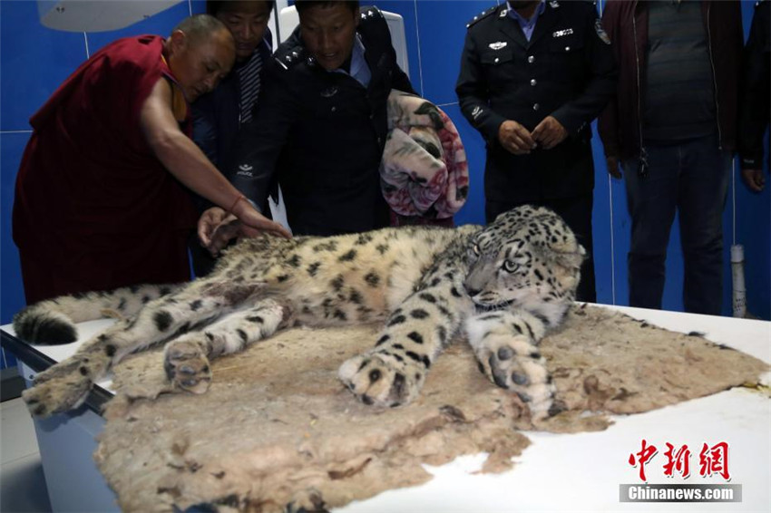Verletzter Schneeleopard in Qinghai gerettet