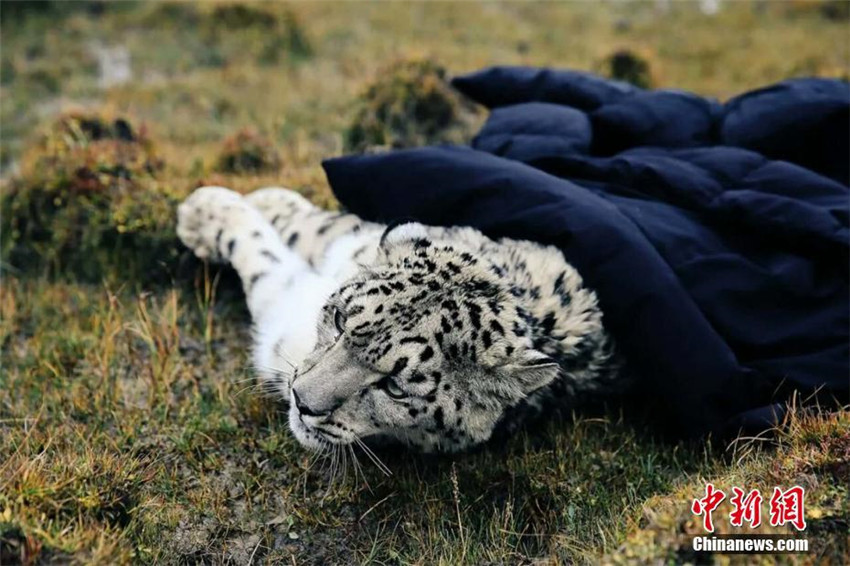 Verletzter Schneeleopard in Qinghai gerettet