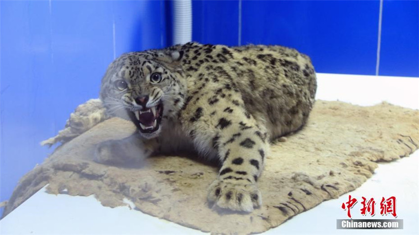 Verletzter Schneeleopard in Qinghai gerettet